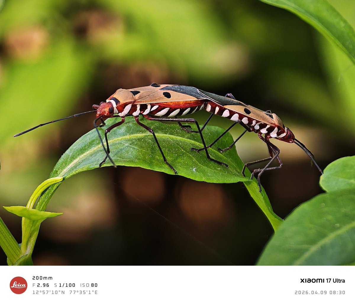 manojcs's tweet photo. Macro photography at 200mm with the Xiaomi 17 Ultra! https://t.co/BvAXZRCfva
