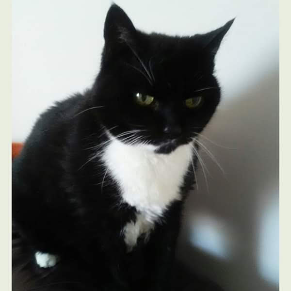 Andy18512371's tweet image. For #ThrowbackThursday I would like to share these pictures of Socks as it is her seventh angel-versary today. She wasn't on X but she was a very sweet loving lady.