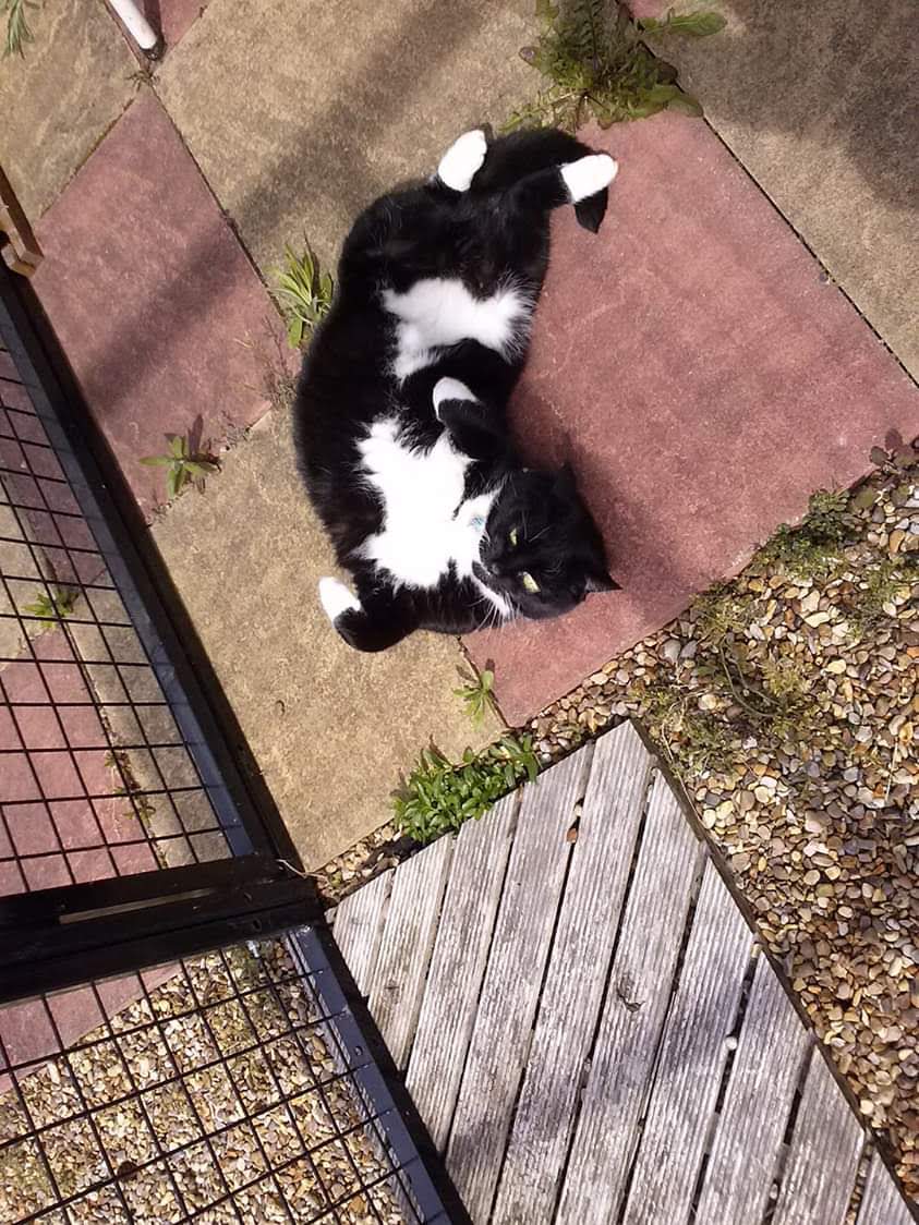 Andy18512371's tweet image. For #ThrowbackThursday I would like to share these pictures of Socks as it is her seventh angel-versary today. She wasn't on X but she was a very sweet loving lady.