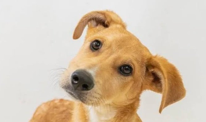 Sandile Hlophe. tweet media