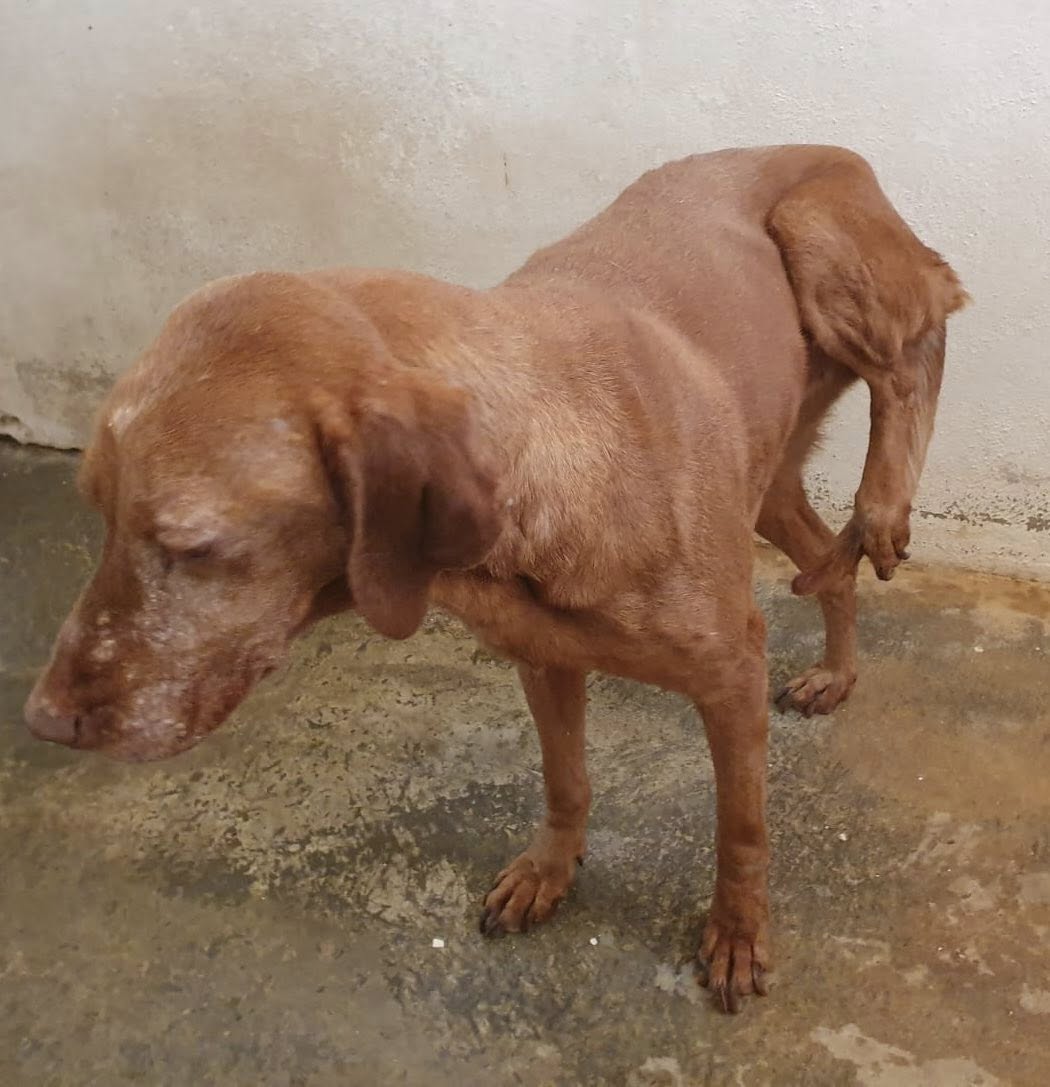 SOS Abuelos tweet media