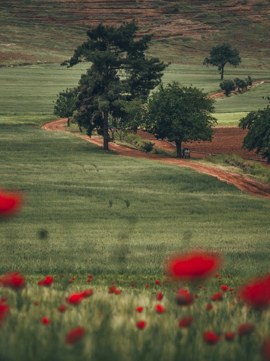 yldrmfatih13's tweet image. 📌Gelincik Zamanı…
📍Hatay
