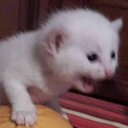 iaru EN EL ESTADIO DE LA PLATA POGEANDO CON IDOL ⚢ tweet media