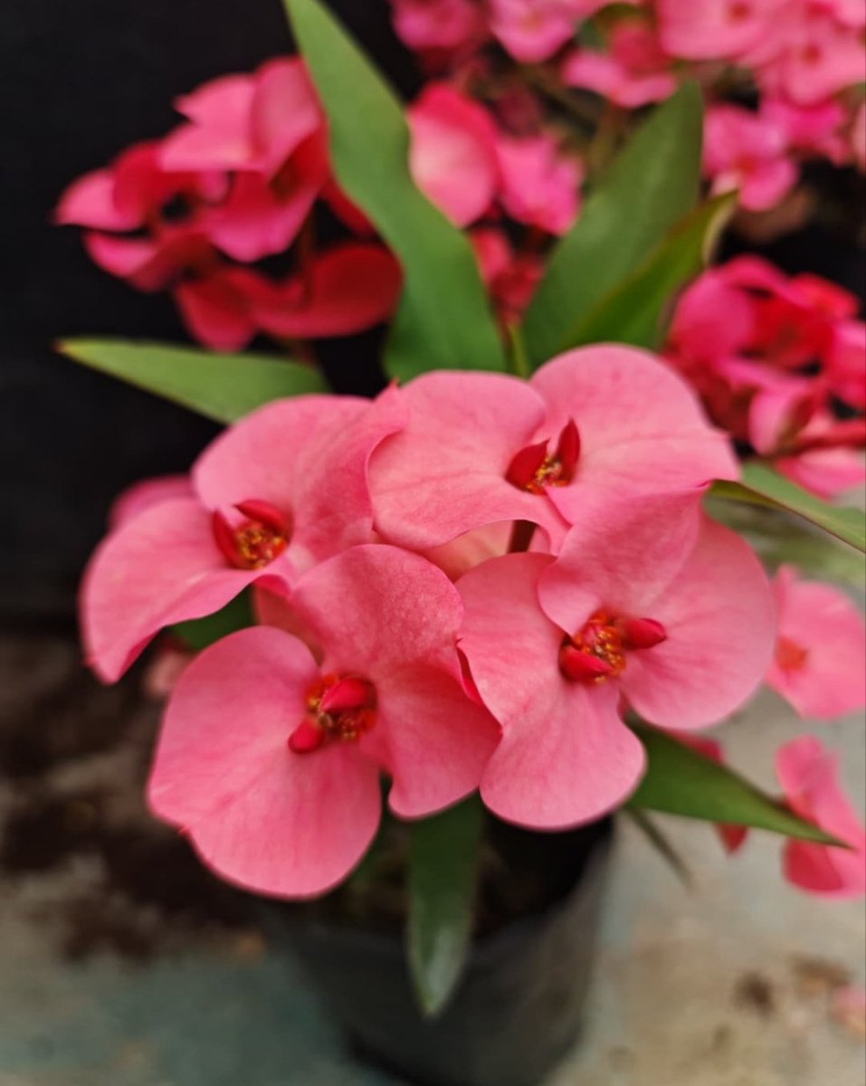 ♠️♡مهاب♡♠️ tweet media