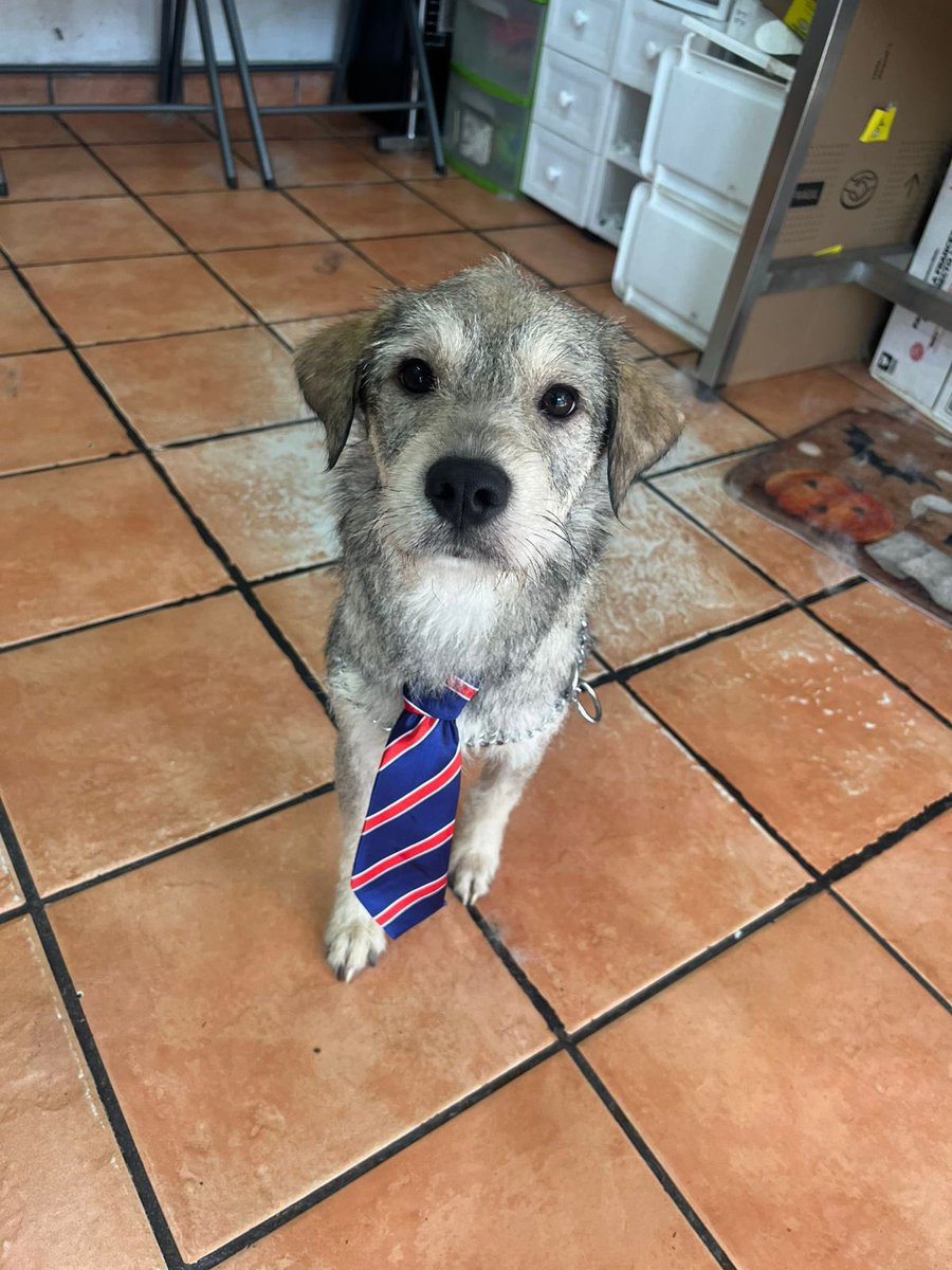 HELA_MORE's tweet photo. Hoy es el gran día de Ramoncito,y se puso muy elegante.❤️

Ser adoptado no es cualquier cosa. https://t.co/W2l1or2u51