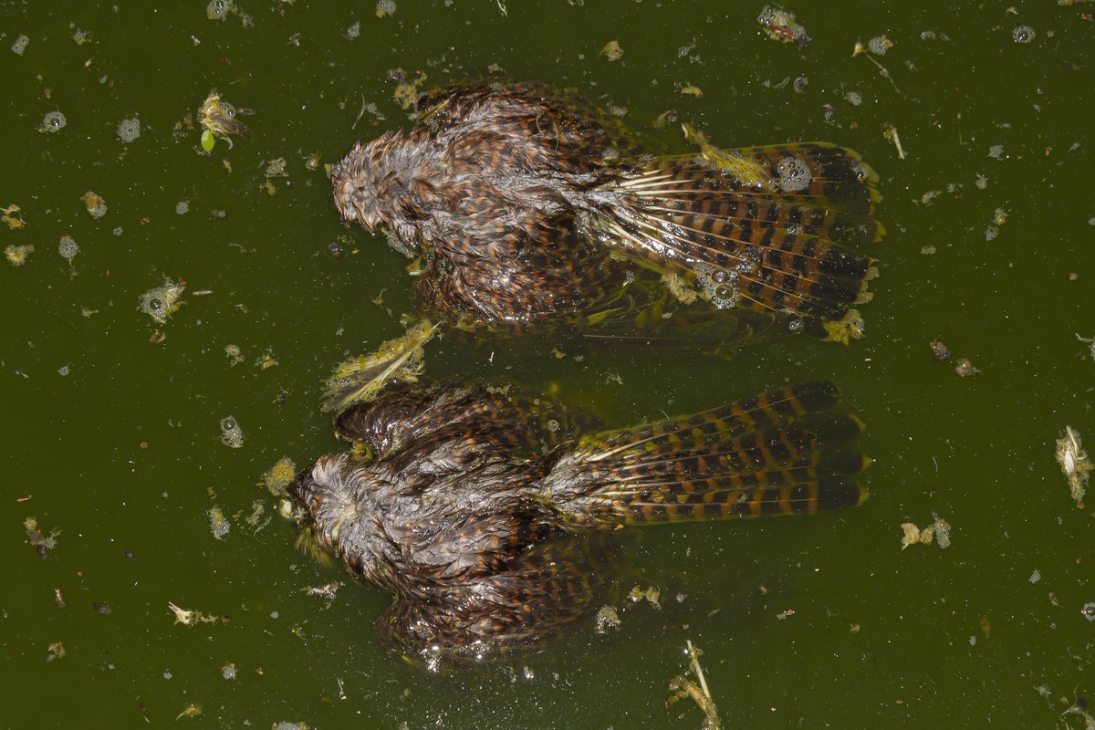 Fénix Canarias tweet media