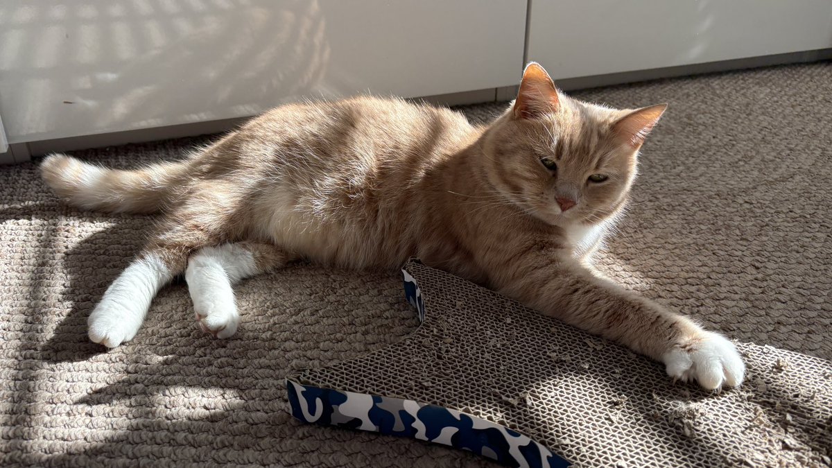 erics_escapades's tweet image. Good evening pals, how has everyone’s day been ? I’ve had a great day with an ideal combination of indoor time and fun in the garden, with the odd nap and scratch squeezed in 🧡😸☀️ #adoptdontshop #rescuecats