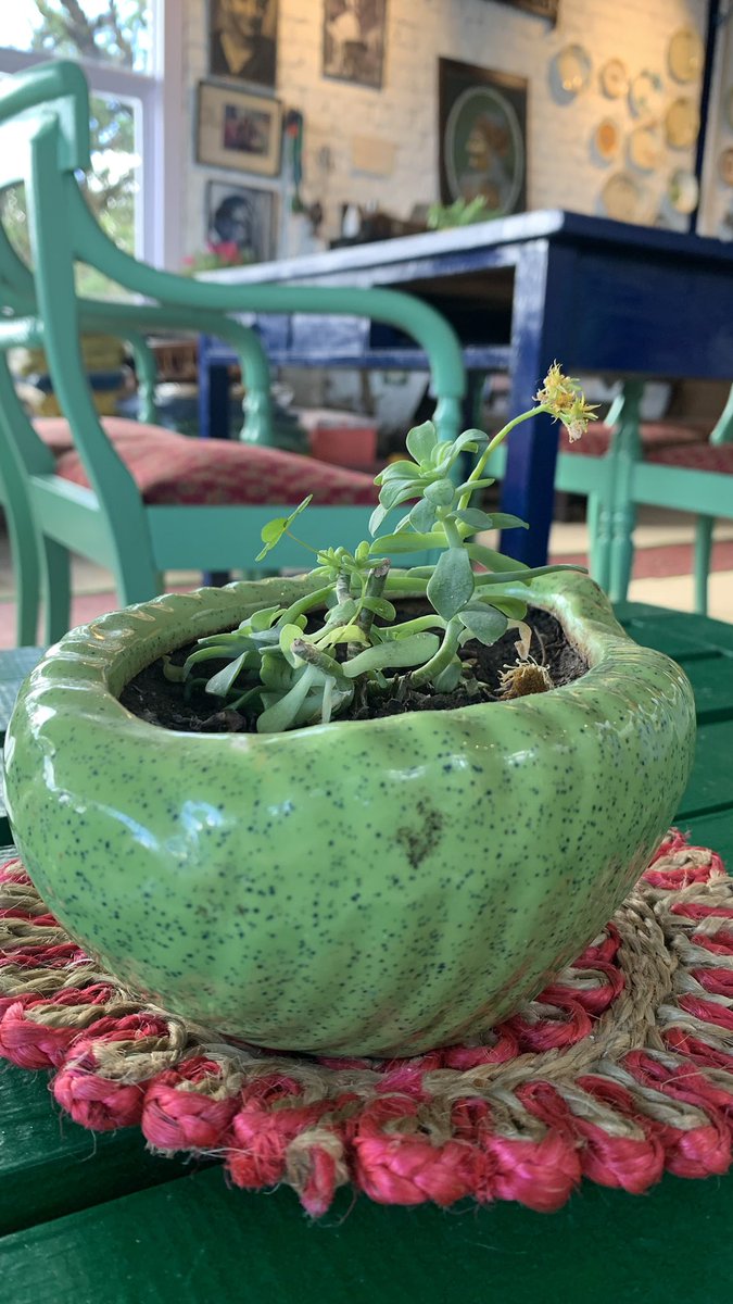 Vibhu_D's tweet photo. Little life 🌱 https://t.co/lCKGciwXqN