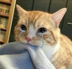 Aeros Aliken🔪🧬 ENVtuber tweet media