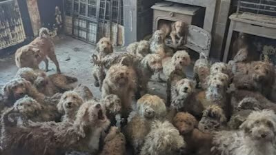 XposeTrophyHunt's tweet image. Not generated by AI' RSPCA forced to confirm shocking photo of 250 poodle-cross dogs is real. The owners from Cambridgeshire will not be prosecuted as they are vulnerable &amp;amp; things got out of hand. The dogs are now looking for new homes. 
itv.com/news/anglia/20…