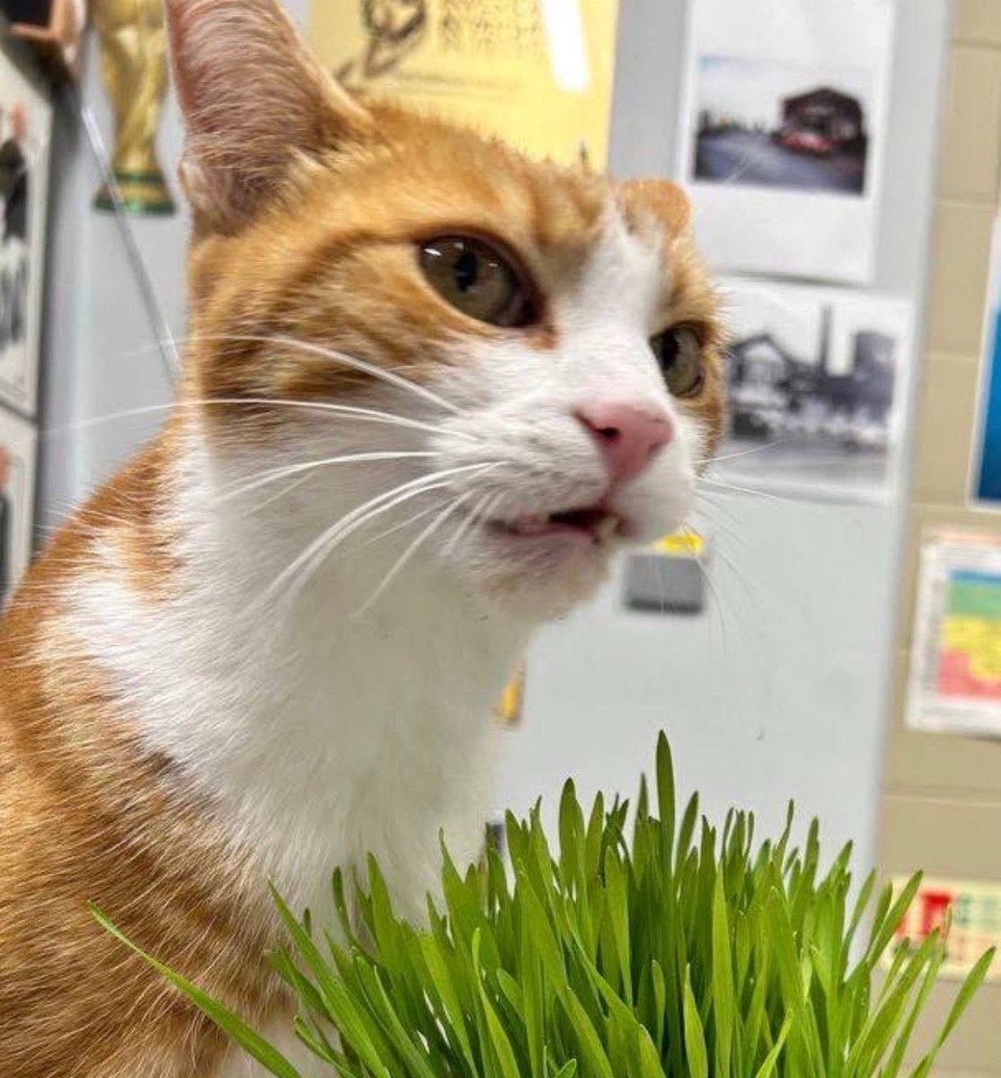 George The Stourbridge Junction Station Cat tweet media