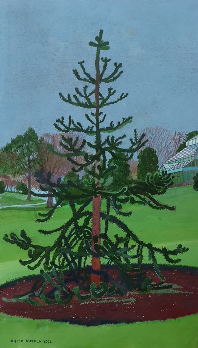 'Monkey Puzzle Tree' 24x14" wide. Acrylic on plywood. 2026. Plywood lends a subtle affect to the image though it plays havoc with brushes. #art #painting