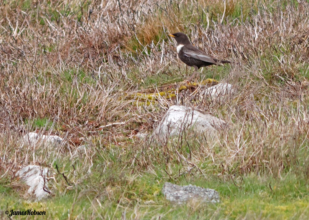 jr_studio's tweet photo. A few individuals of three pairs of Ring Ouzels on territory in the wind and rain today @yorkshire_dales @nybirdnews https://t.co/FnJADnAVG3
