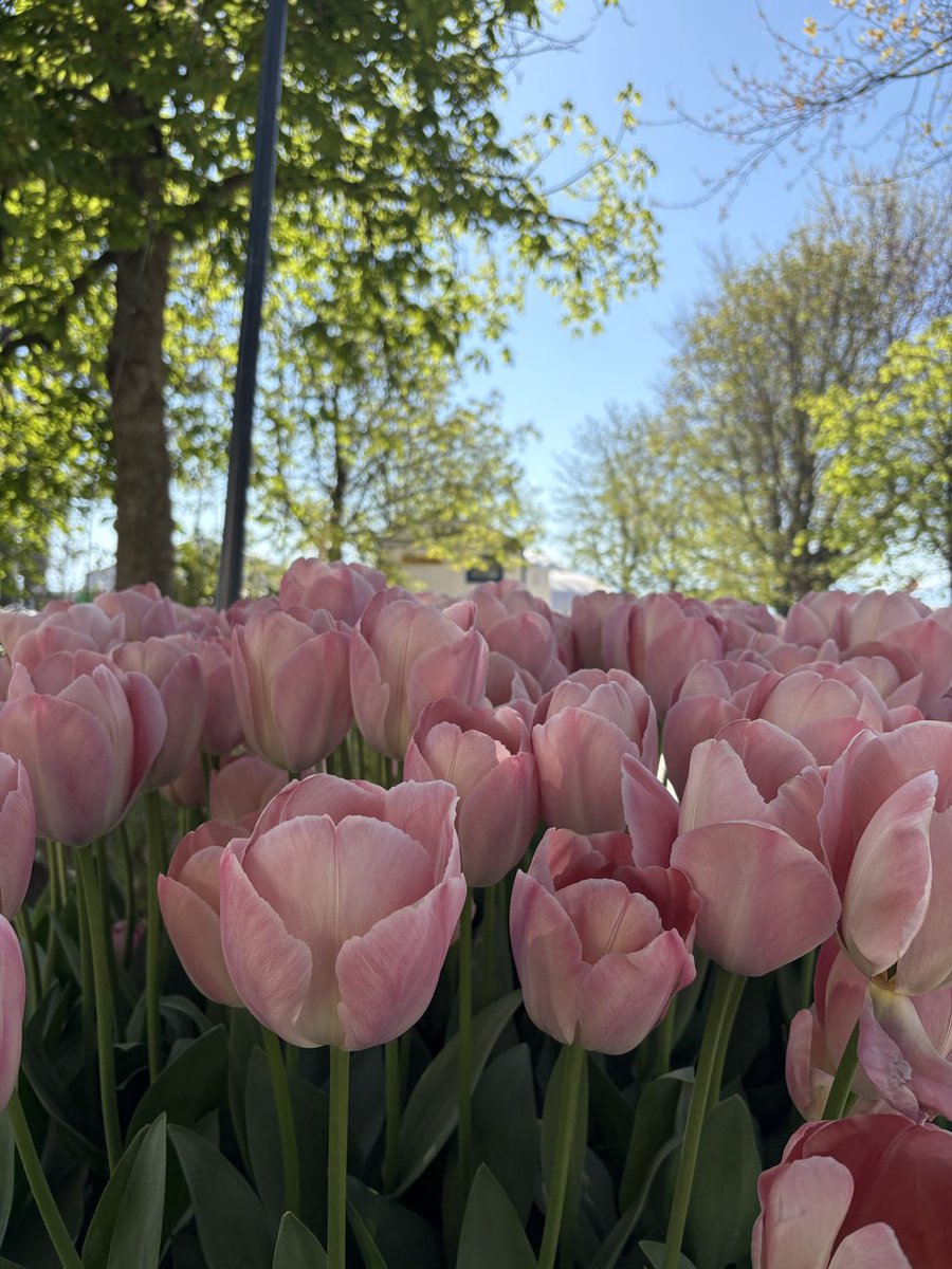 GmurHelen's tweet image. A glorious ☀️ #lunch #break #walk
#tulips 🌷🌷🌷 #LacLeman #Mountains ⁦@morgestourisme⁩ #Morges #Switzerland 🇨🇭
morges-tourisme.ch/en/Z38861/tuli…
