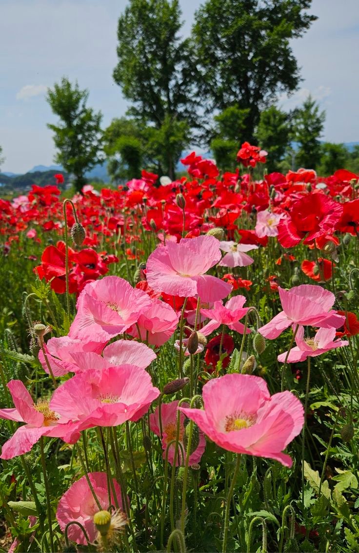 Muhammad Farooq tweet media