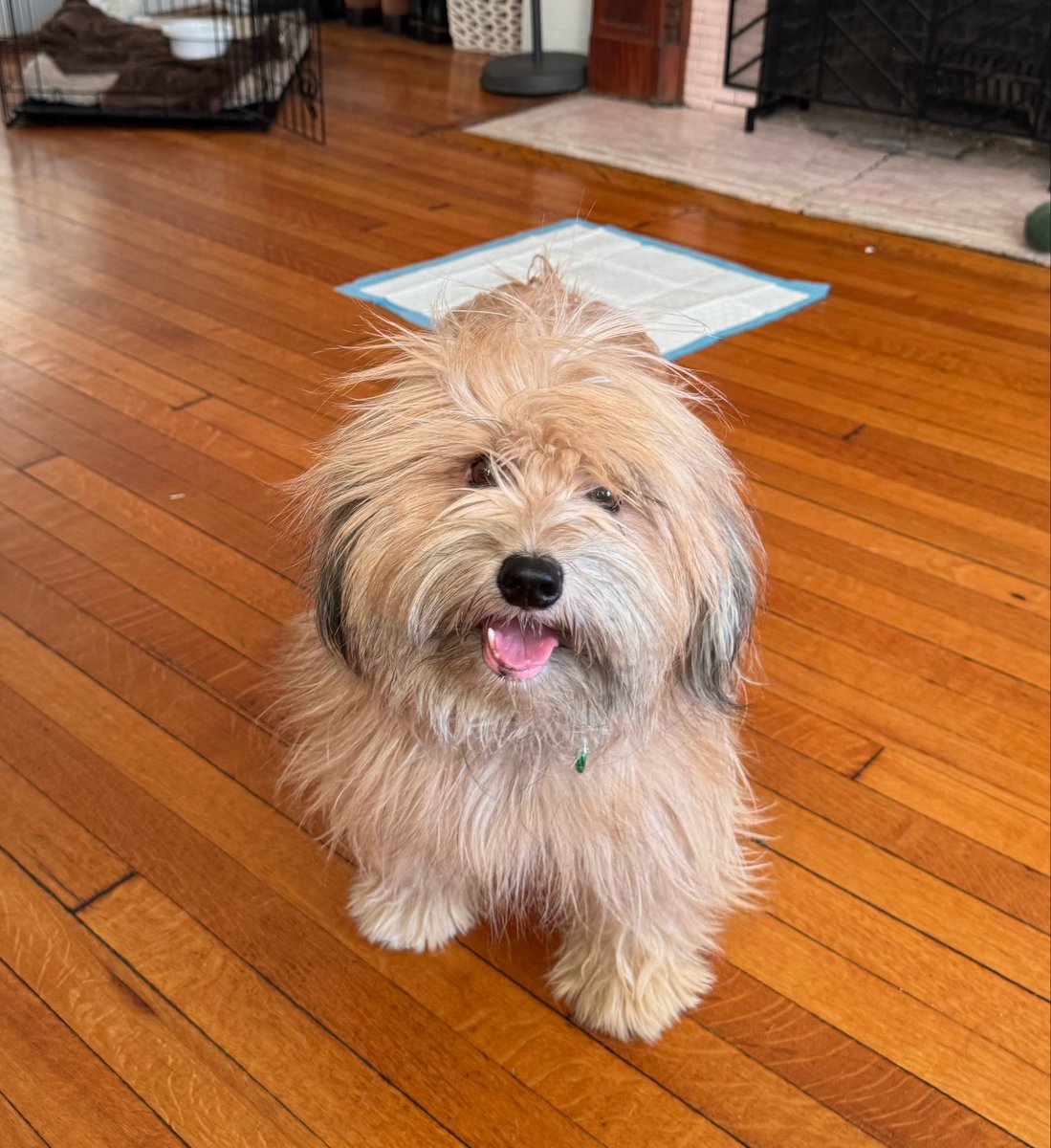 Sophie Vershbow tweet media