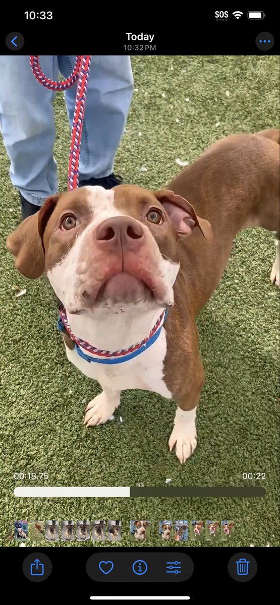 MyBoxerLuvMac1's tweet photo. 💔Don💔
#NYCACC #250525 1y
▪️KILL Command 
#RescueOnly

Precious sweetie's💔, dumped 4 move!
U can clearly see this baby puppy has a broken & is grieving.
Allows min handling but trying 2 be brave.
Able 2 be leashed + solicits pets.
Just needs a chance 2 start his life off right!
Needs loving, N.East #Foster, 4 security, 4 socialization, 2 blossom!

DM @CathyPolicky
Pls #Pledge4Resque
💞D
https://t.co/pCnc3Gxsiv
