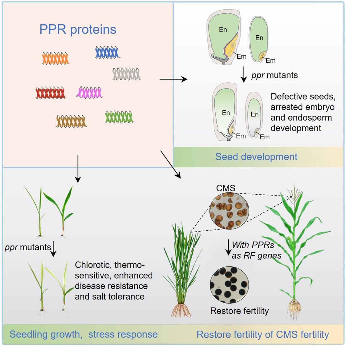JIPBio's tweet image. PPR proteins modulate #RNA #metabolism to coordinate nucleus-organelle #communication. 
Wu et al. explore their many crucial roles in #development and #stress management, and investigate their potential as programmable tools.
doi.org/10.1111/jipb.7… @WileyLifeSci #PlantSci #JIPB