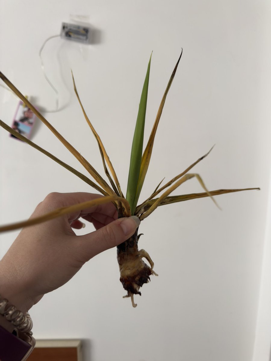 Fra🌻🐺🐢 tweet media