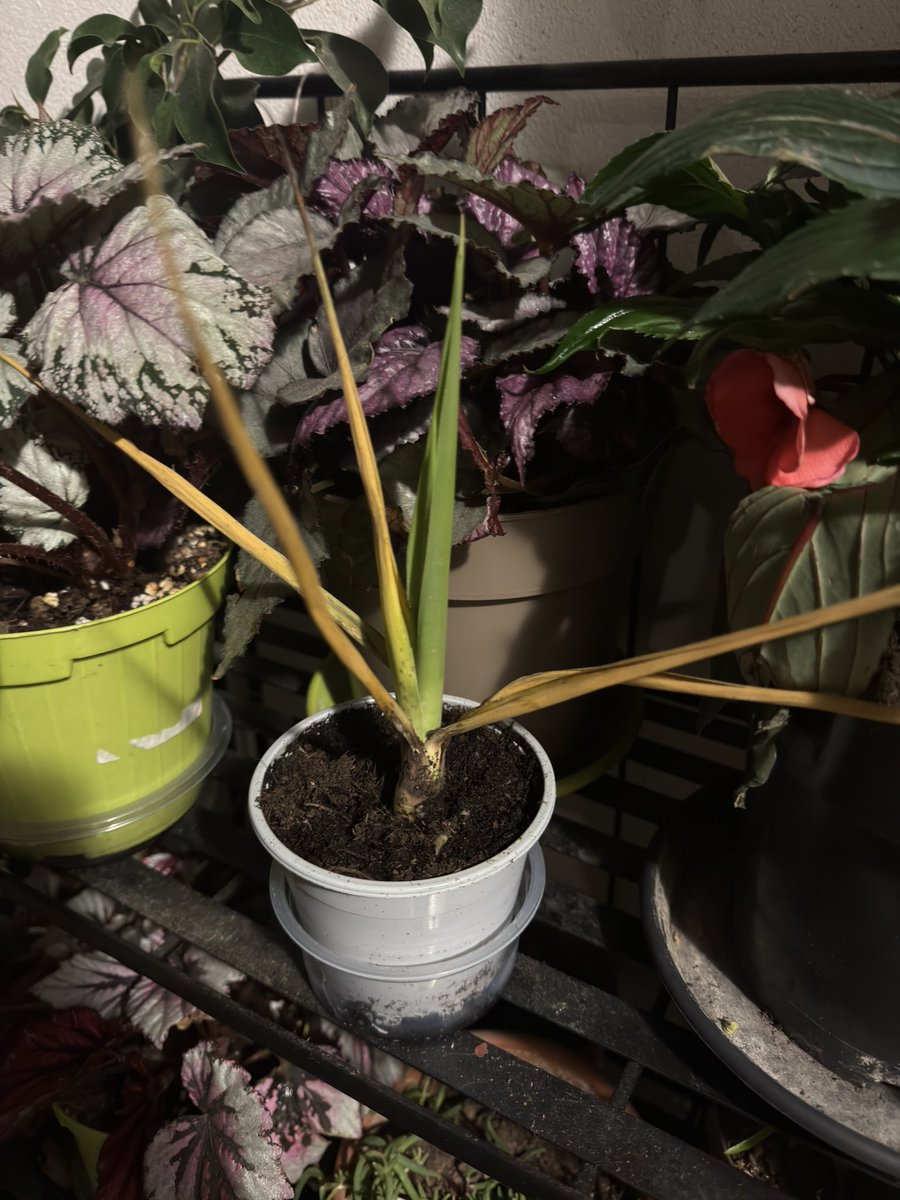 Fra🌻🐺🐢 tweet media