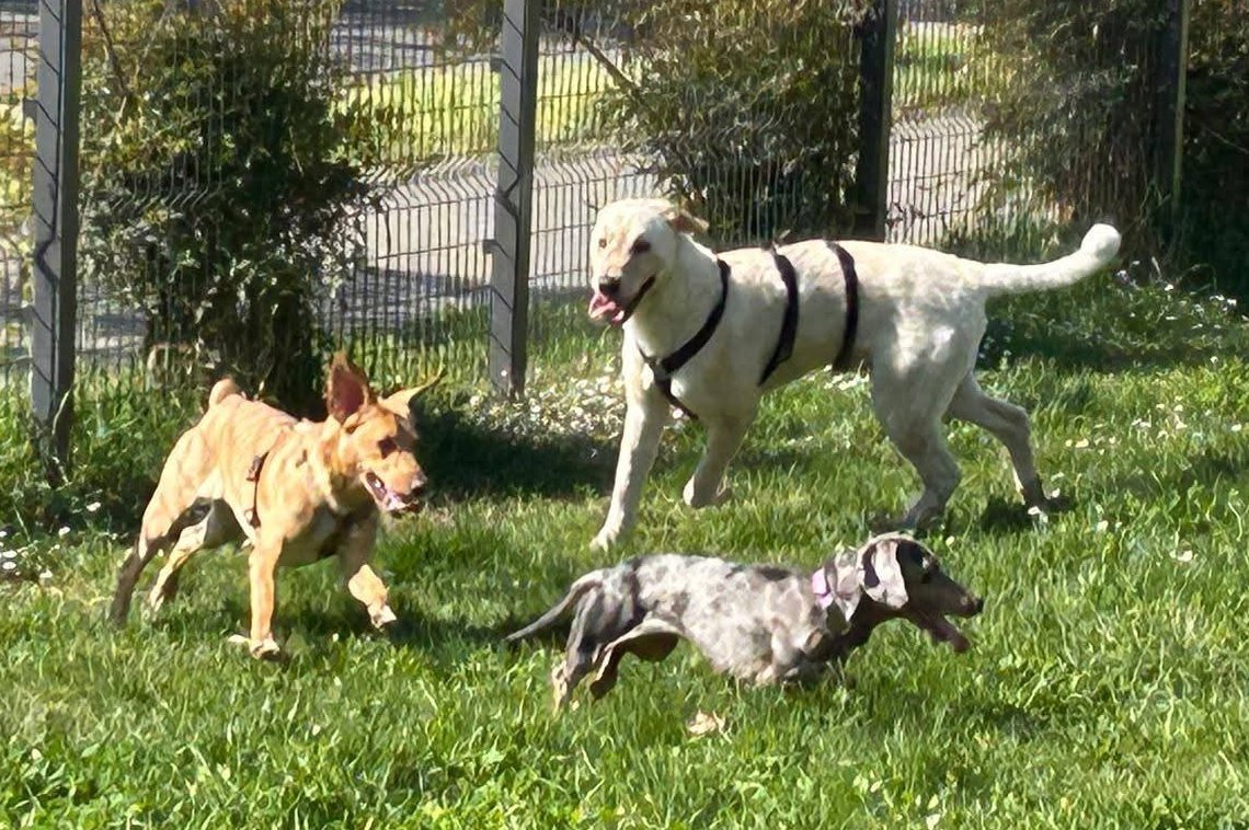 4 Zampe in Volo Aps tweet media