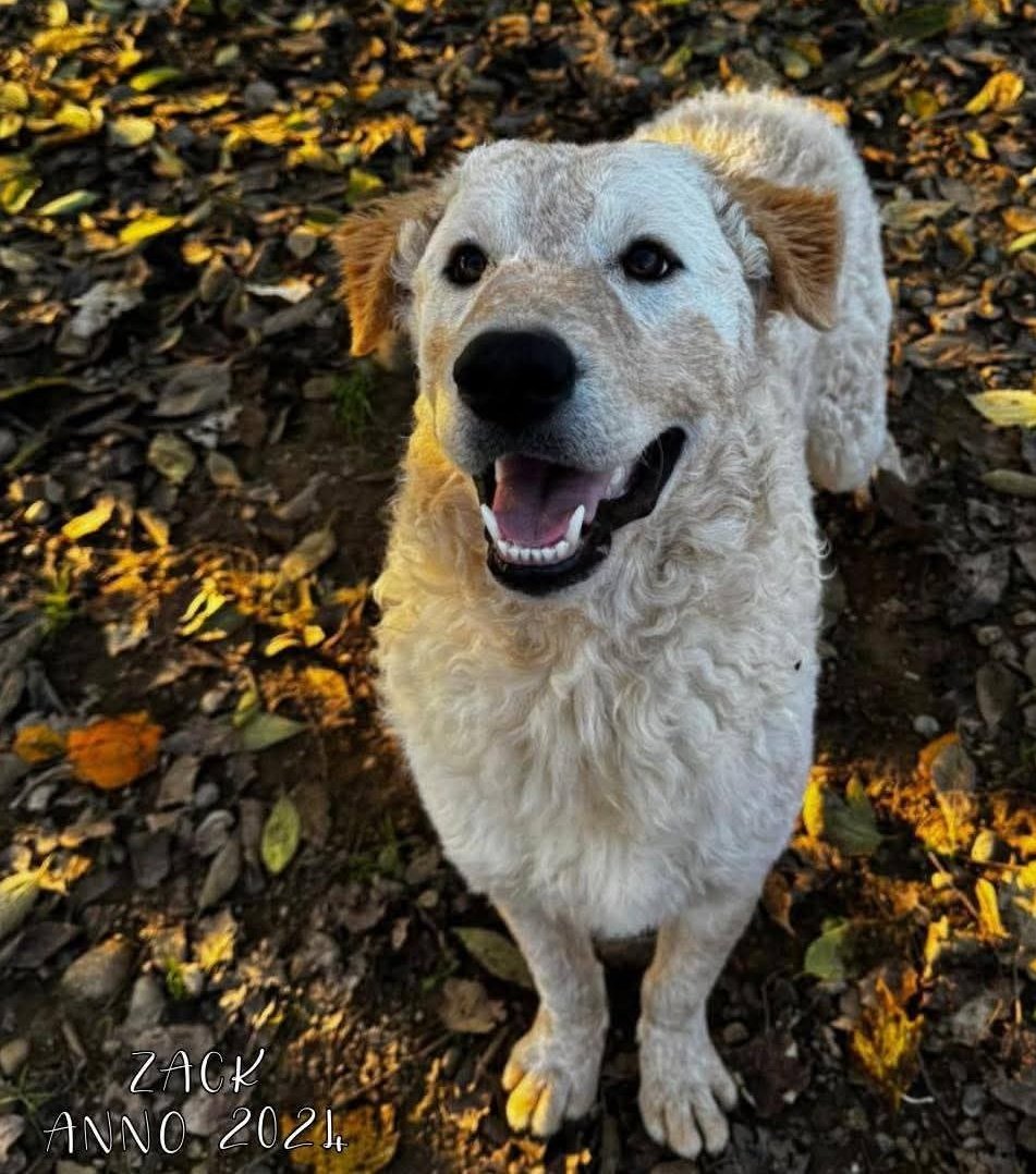 4 Zampe in Volo Aps tweet media