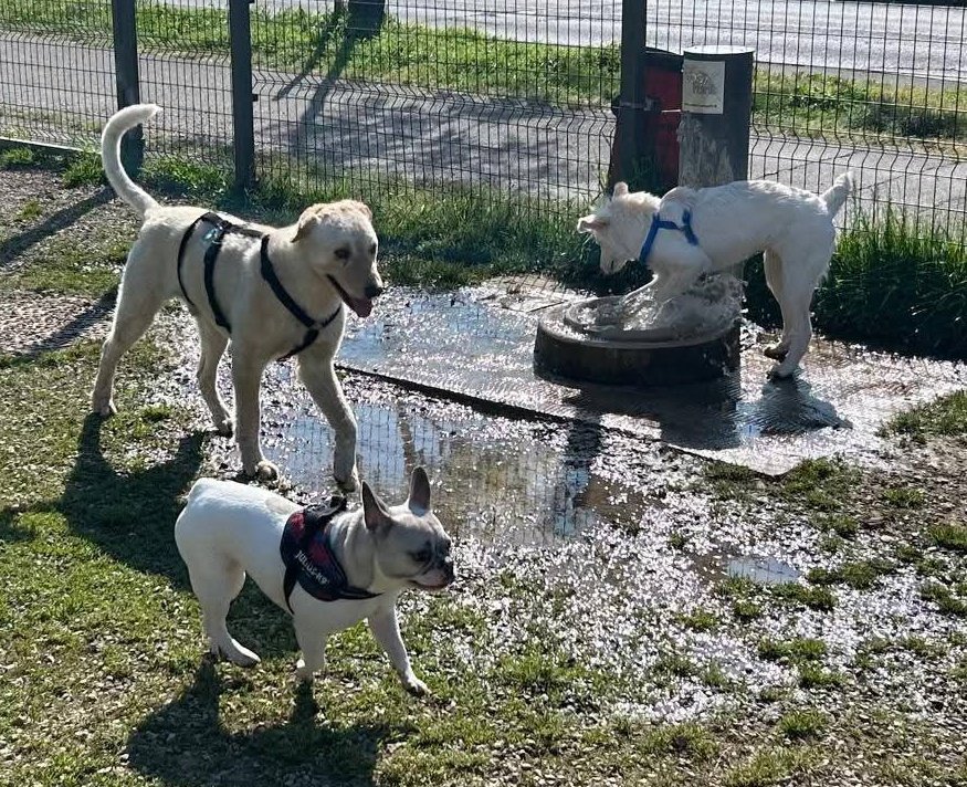 4 Zampe in Volo Aps tweet media