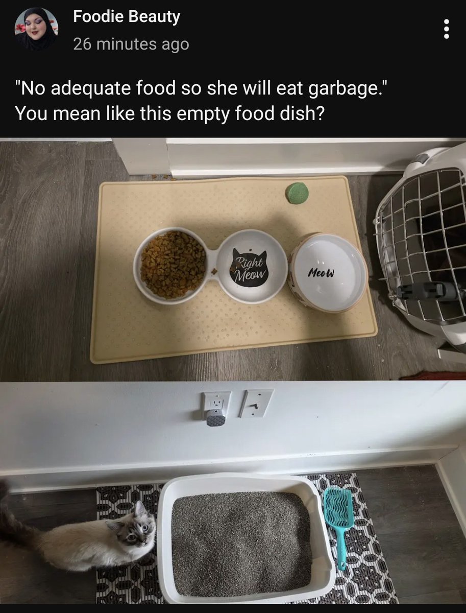 Shannanagins tweet media