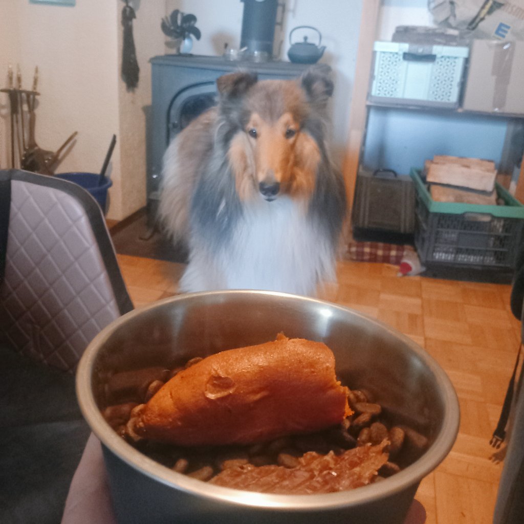 Sir Lucien Barkalot & Gavriel - The IT Collies tweet media