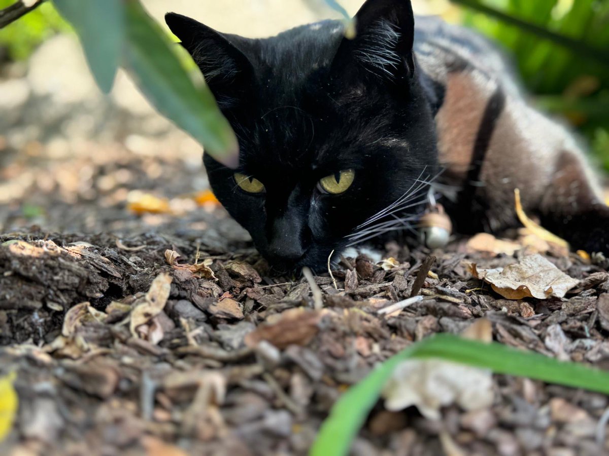 Harriet the Spy tweet media