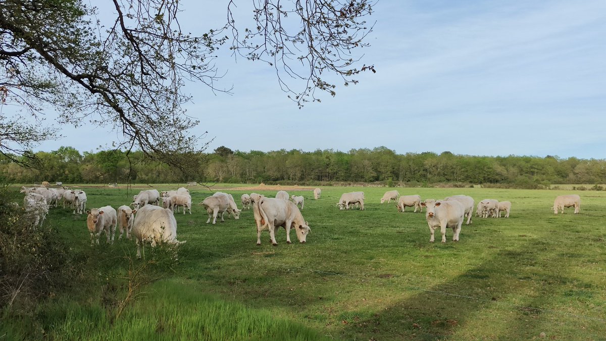 Atelier462's tweet image. Goodbye thursday...
#thursay #evening #SaintMartin #Stone #France #StGemmo