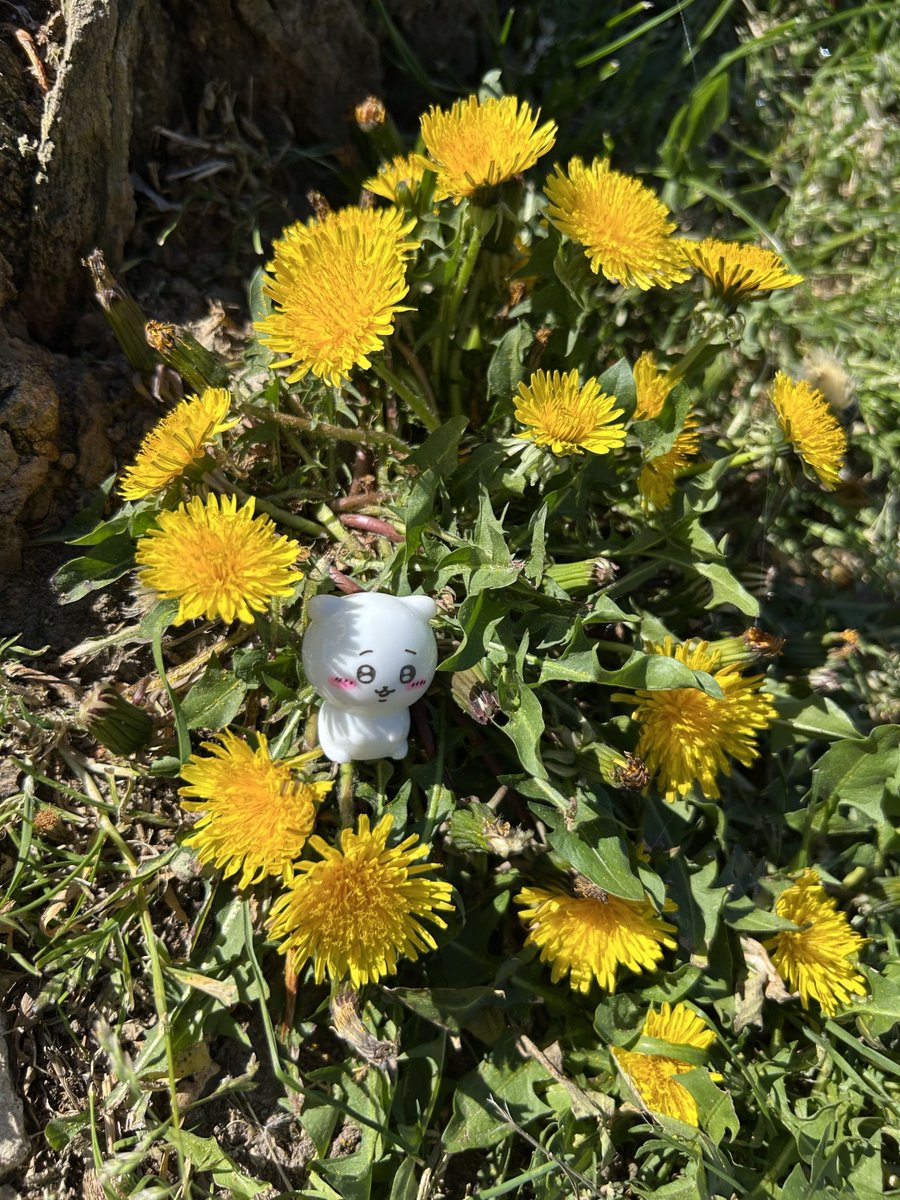 Mustacciolo | Mon tweet media