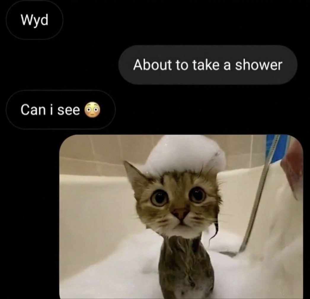 cat memes tweet media