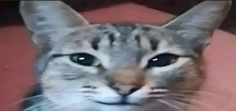 Kilua 🦝👁️ tweet media