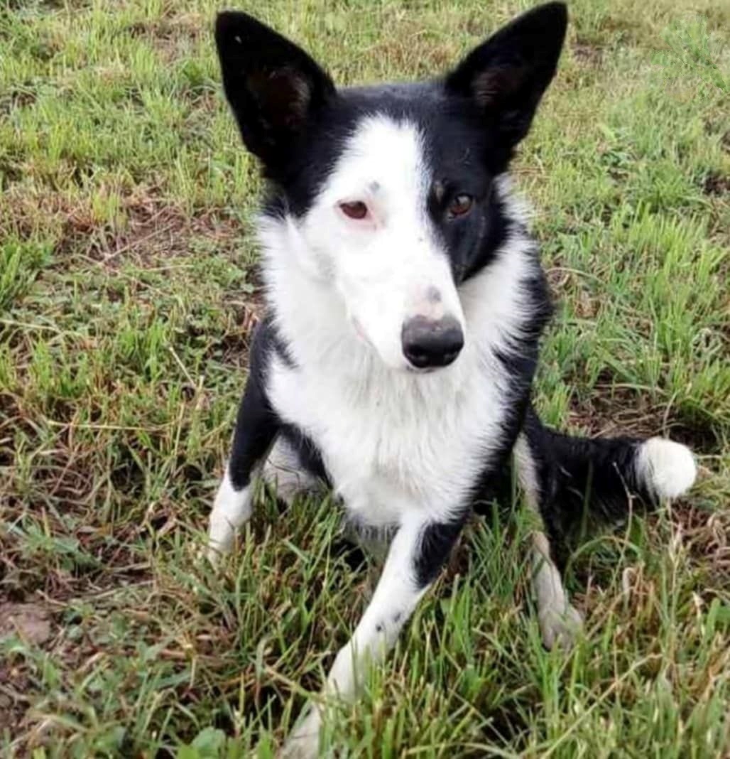 SosAbuelos1's tweet image. 🚨 #𝐏𝐄𝐑𝐃𝐈𝐃𝐀!!!
Desde la noche del martes 07/04/26 en 𝗣𝗔𝗥𝗕𝗔𝗬𝗢𝗡 (#𝗖𝗔𝗡𝗧𝗔𝗕𝗥𝗜𝗔)

Me llamo #BLANKY. Tengo 13 años y chip.

Vivo con mi familia donde me he perdido. 

Soy muy cariñosa. 

Por favor, si me reconocéis, ayudarme a volver a casa 🙏!!

Contacto: 686 79