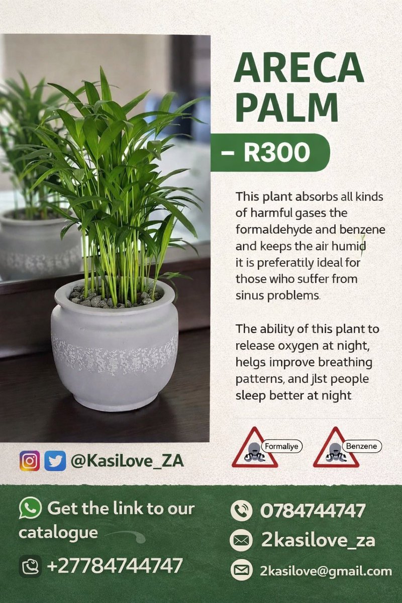 🌿 Breathe better, sleep better, live better! 🌿

Grab our Areca Palm for just R300 😍
Cleans air, reduces toxins &amp; boosts health – perfect for fresh, healthy homes!

✨ Easy care | ✨ Stylish | ✨ Health benefits

📲 wa.me/27784744747 | 📞 0784744747
Follow <a href="/Kasilove_ZA/">Kasi Love</a> ❤️