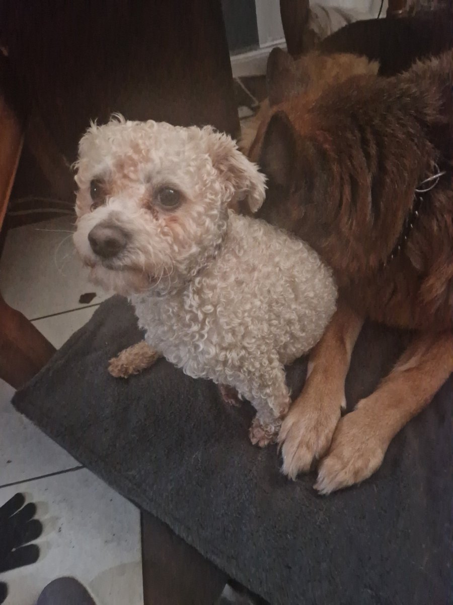 Lorraine Carroll🐷🐂🐏🐔 tweet media