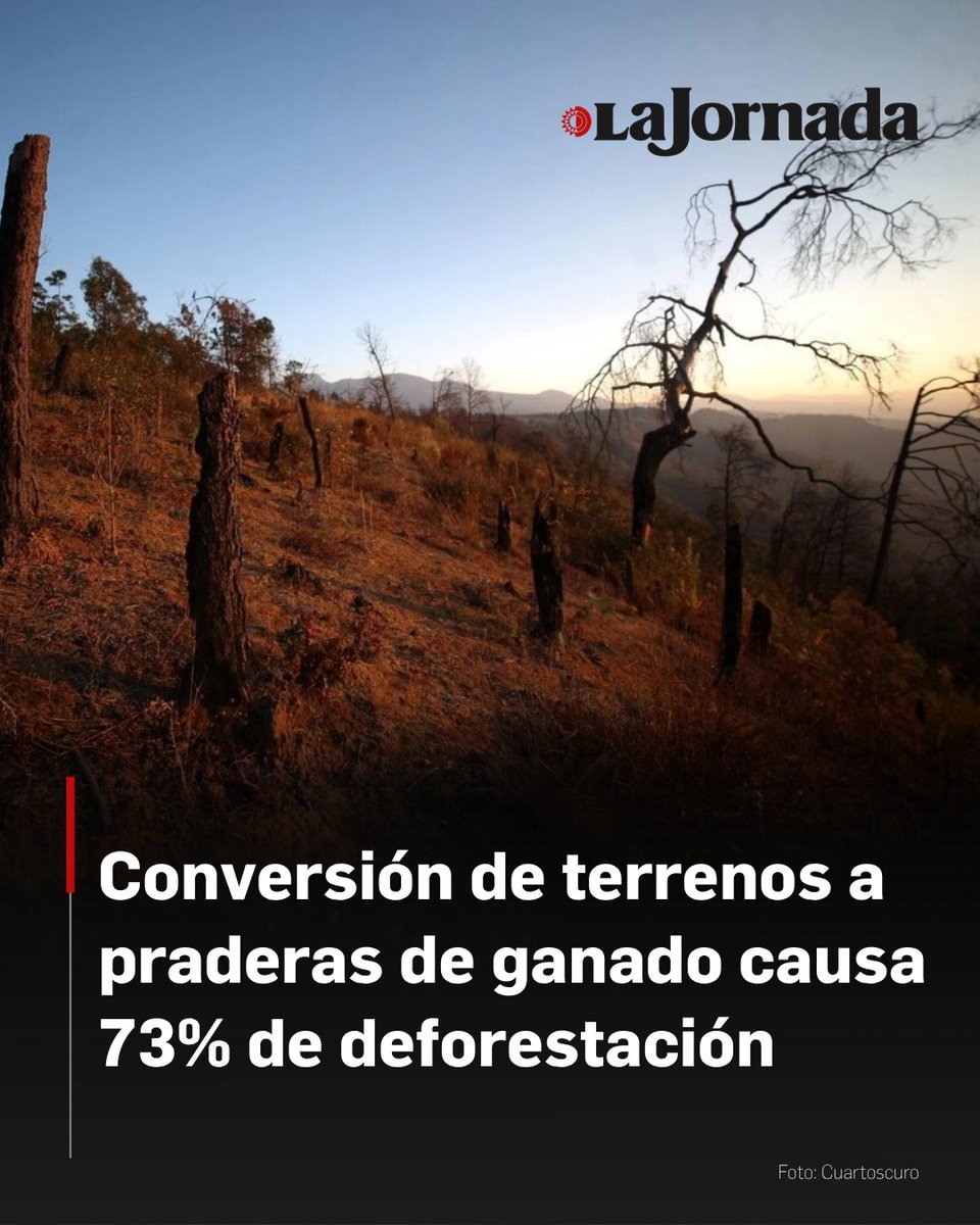 La Jornada tweet media