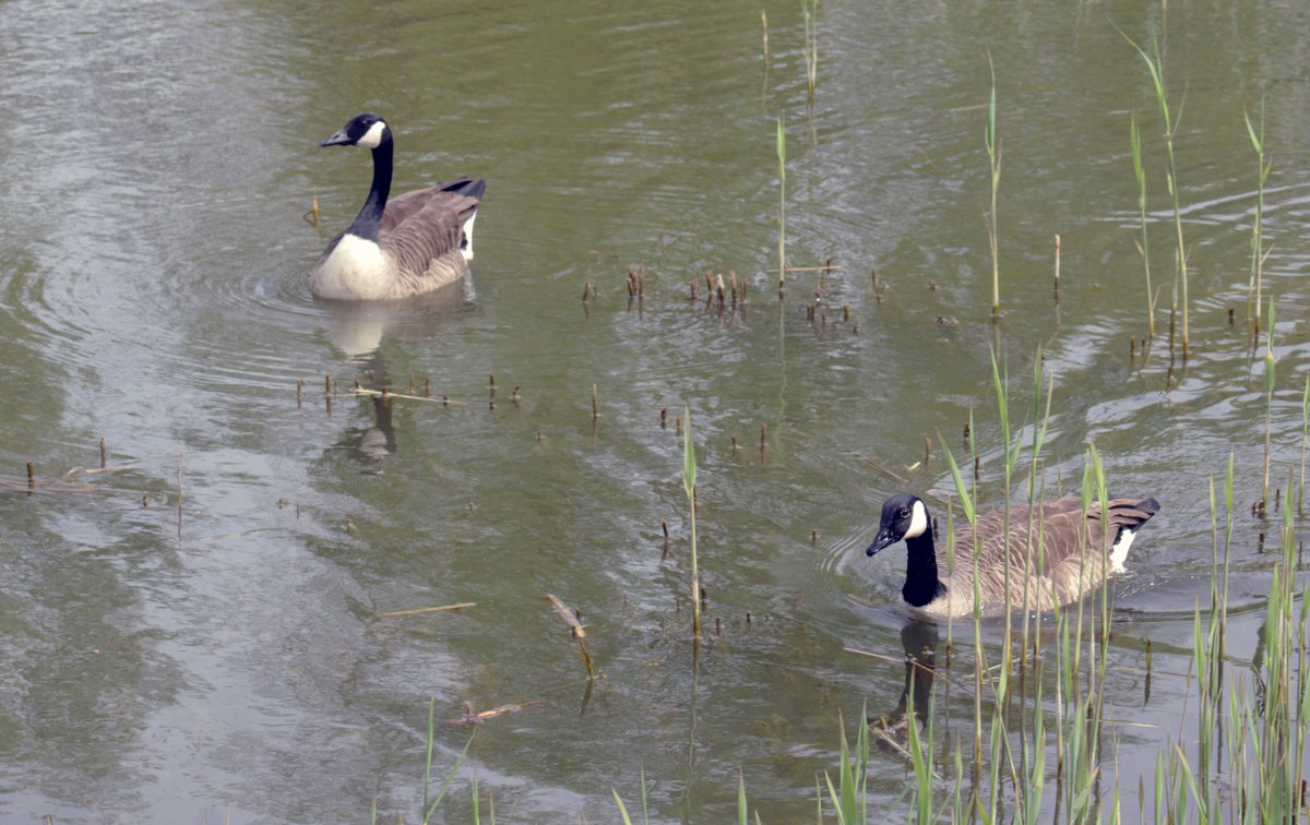 MorvienR's tweet image. It was bright but cloudy #Springwatch day today with some sun⛅️as I wet to golf today🏌️‍♂️then took Lizzie for an afternoon walk🐶around the public footpath &amp;amp; through the Hampton's n #WorcesterPark Surrey😎@Team4Nature @WildernFriends @WildlifeTrusts @Natures_Voice @a_london_pigeon