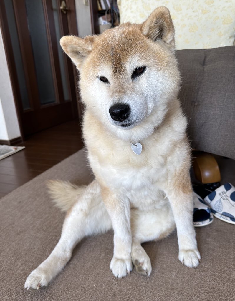 メルヘイ🐕 tweet media