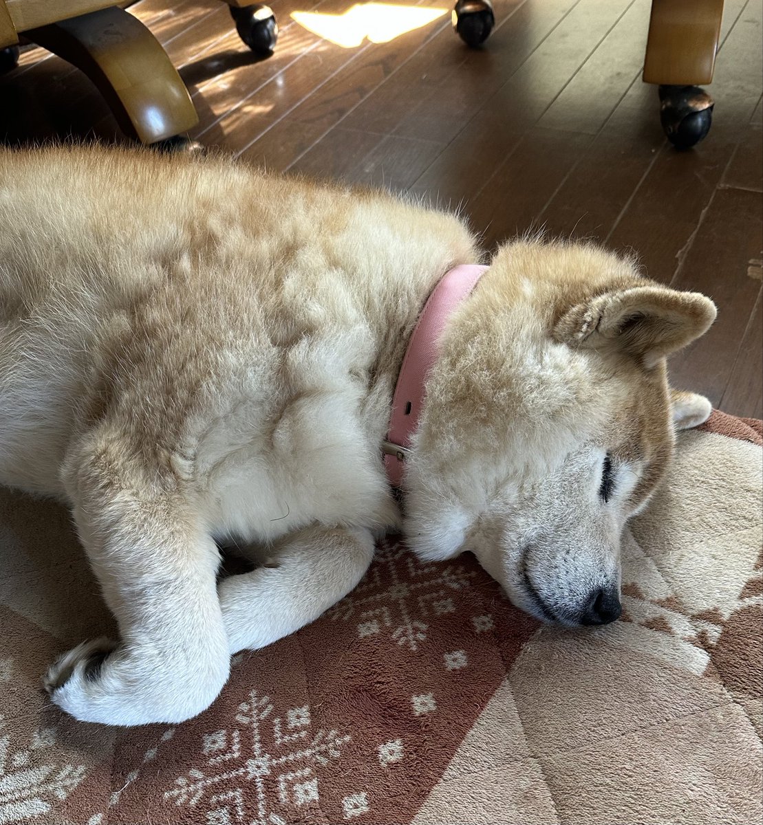 メルヘイ🐕 tweet media