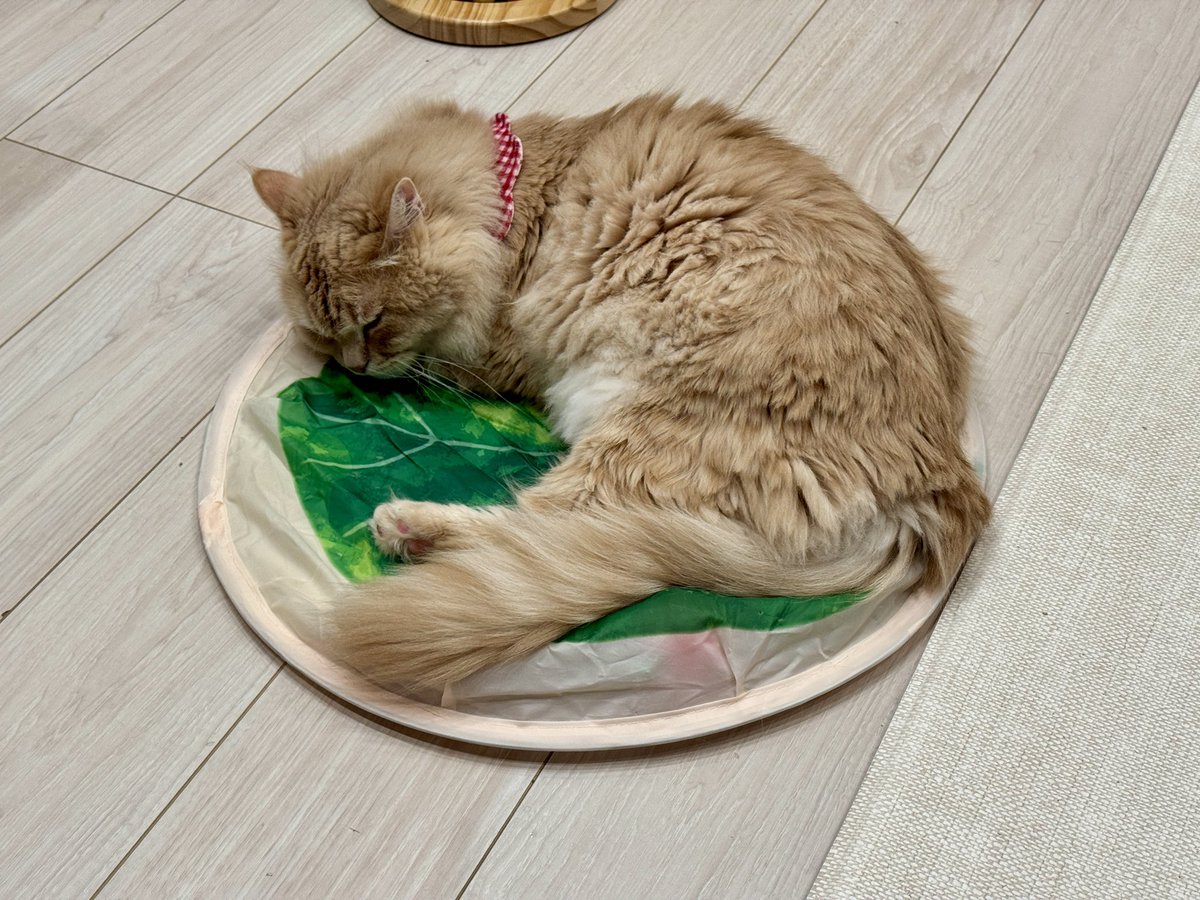 まつたけ tweet media