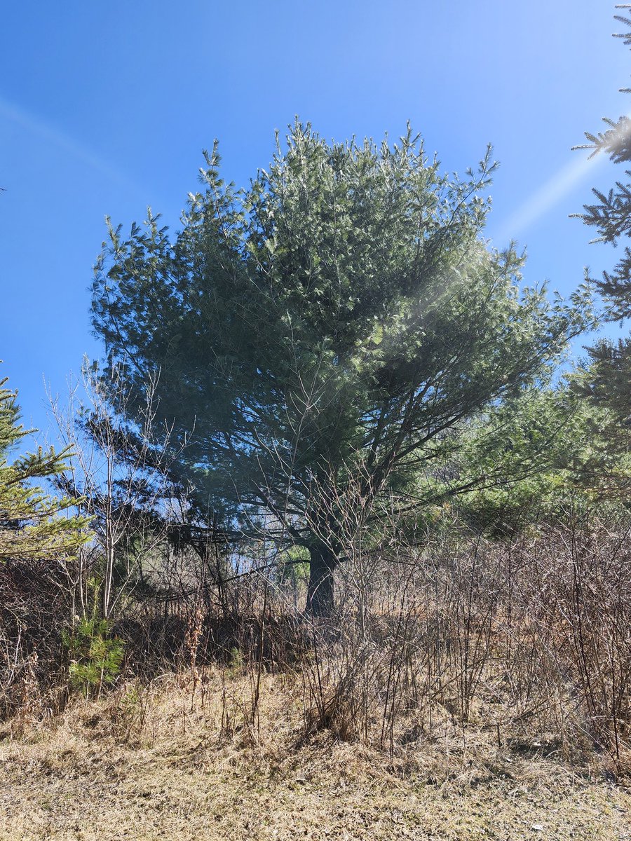 aresonian's tweet photo. Waiting for spring
#naturephotography
#pinetrees
#springiscoming https://t.co/LfVnAF3ca3