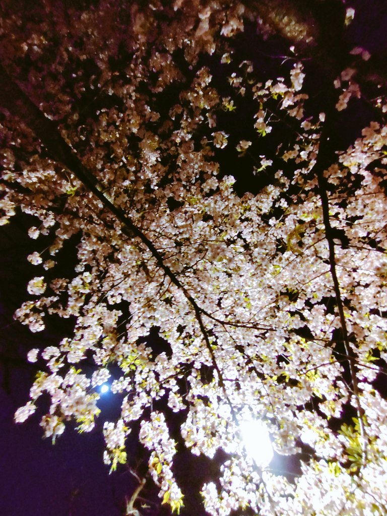 新田京助(ﾆｯﾀ ｷｮｳｽｹ) tweet media