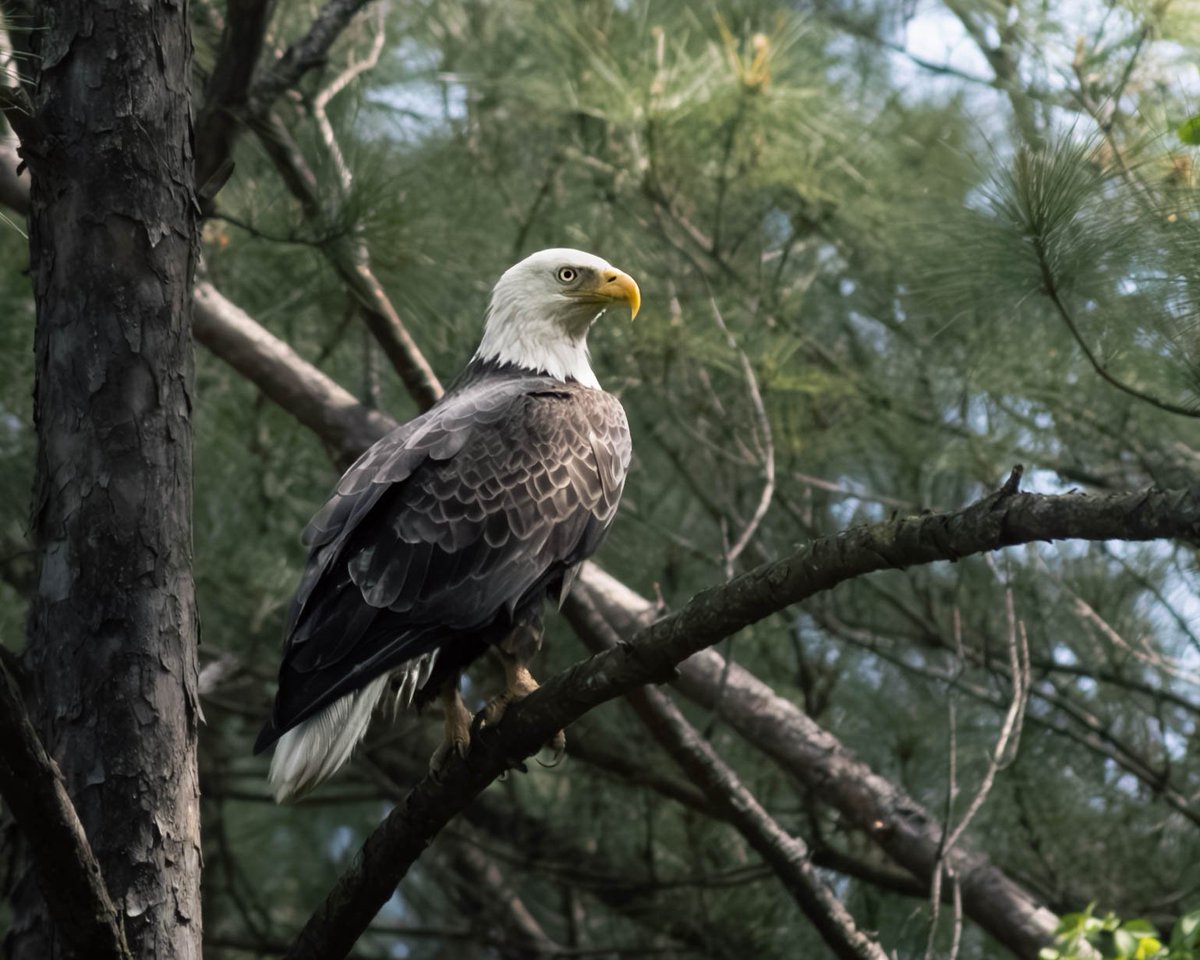 Tanglewood_Pix's tweet photo. It's not everyday you're able to capture a freedom bird outside of your living room window.  🦅✨️

#BaldEagle 
#Eagle 
#CanonPhotography #WildlifePhotography 
#Raptors 
#GeorgiaWildlife
#shotoncanon https://t.co/G8KVanxmwI