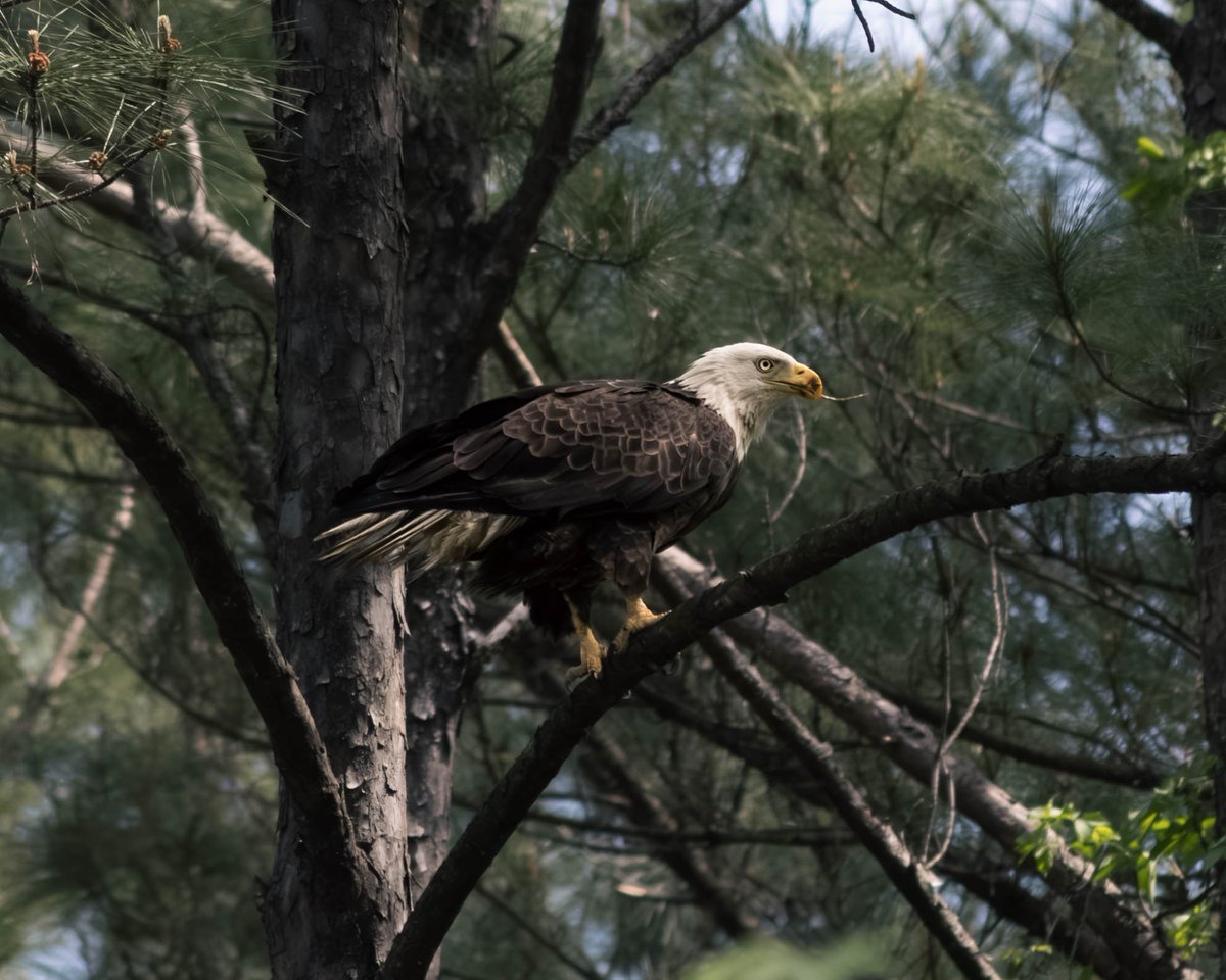 Tanglewood_Pix's tweet photo. It's not everyday you're able to capture a freedom bird outside of your living room window.  🦅✨️

#BaldEagle 
#Eagle 
#CanonPhotography #WildlifePhotography 
#Raptors 
#GeorgiaWildlife
#shotoncanon https://t.co/G8KVanxmwI