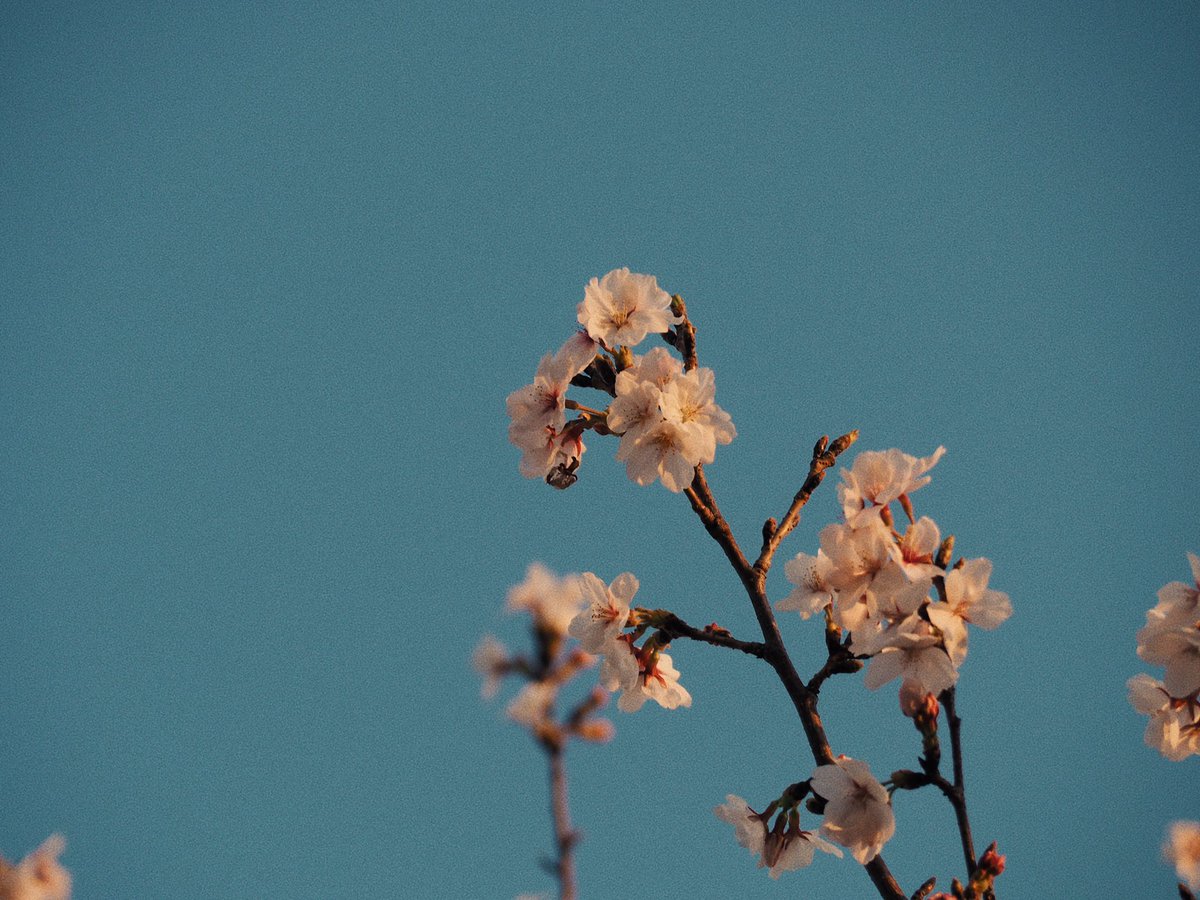 ᴍᴏᴏɴʟʏ tweet media