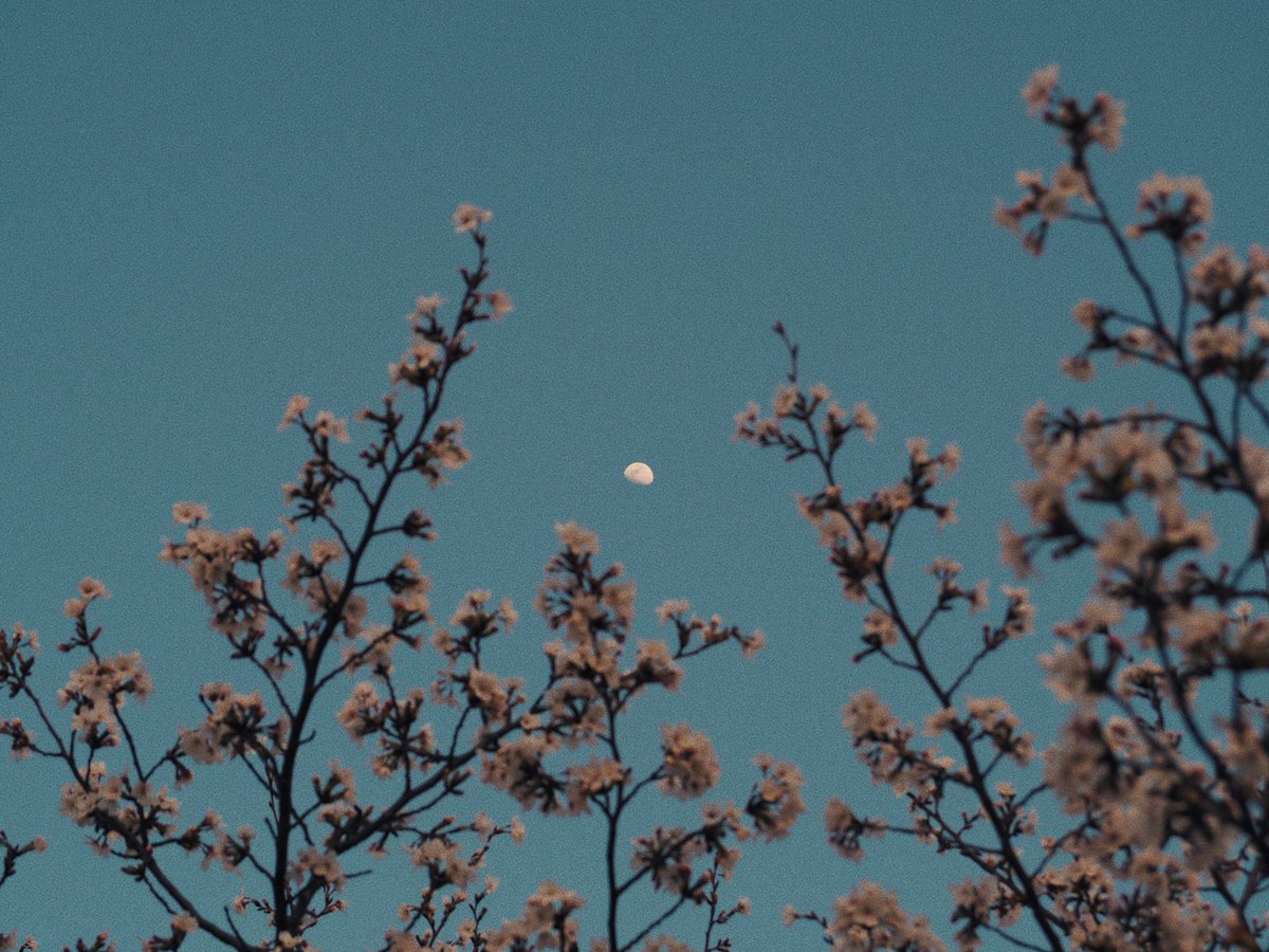 ᴍᴏᴏɴʟʏ tweet media