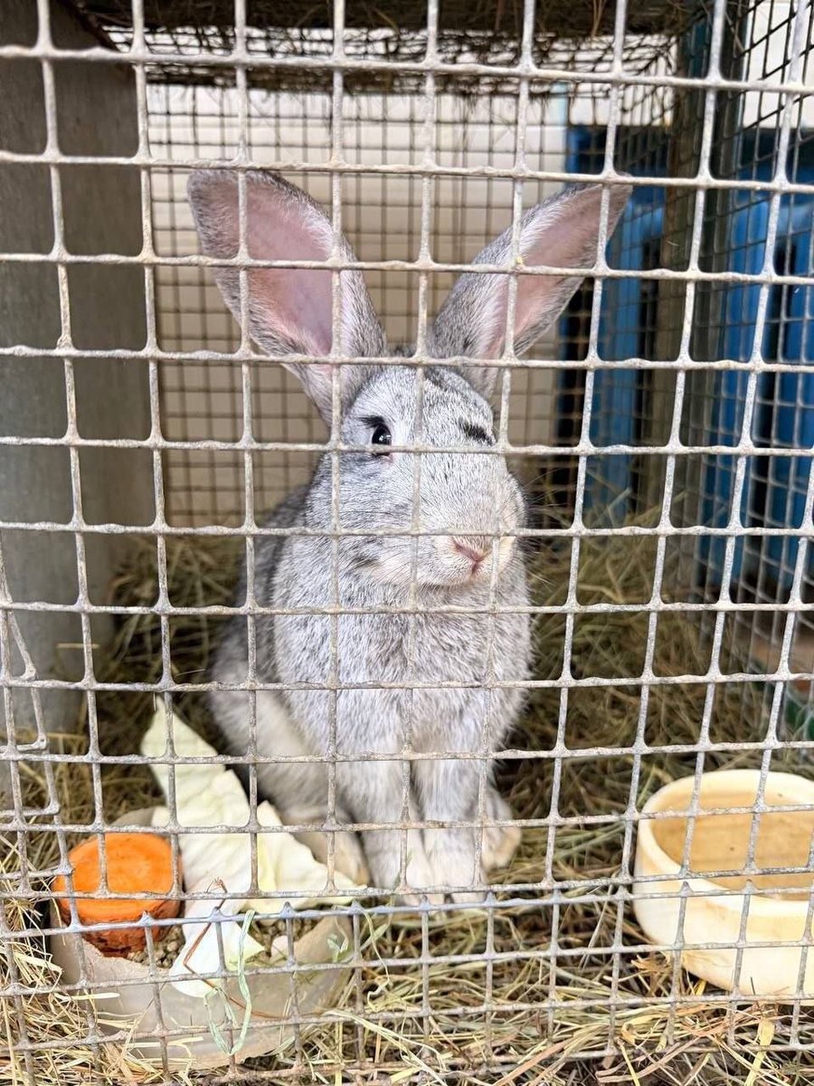 царица идеальных блондов tweet media