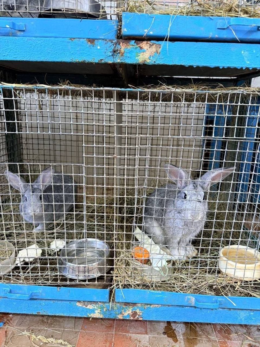 царица идеальных блондов tweet media